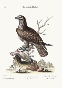 De asgrijze buizerd, 1749-73